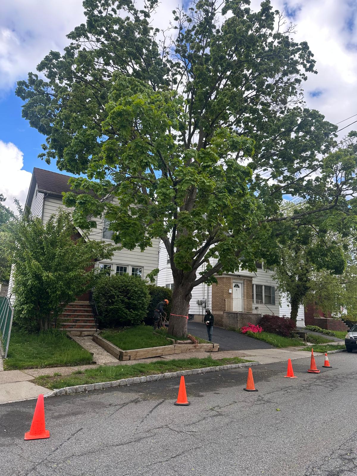 Before tree removal in Bloomfield NJ - large overgrown tree next to house